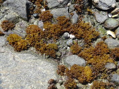 Nothogenia fastigiata