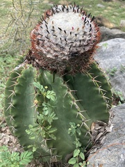 Melocactus andinus