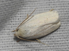 Antaeotricha albulella
