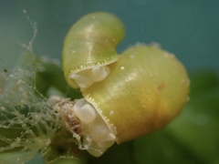 Volvatella bermudae