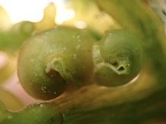 Volvatella bermudae