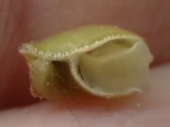 Volvatella bermudae
