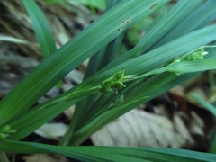 Carex laxiculmis