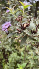 Vernonanthura squamulosa