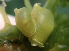 Volvatella bermudae