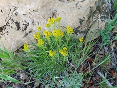 Petradoria pumila