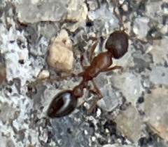 Cardiocondyla mauritanica