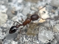 Cardiocondyla mauritanica
