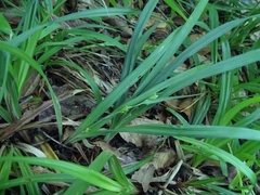 Carex laxiculmis