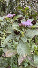 Vernonanthura squamulosa