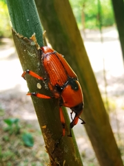 Cyrtotrachelus thompsoni