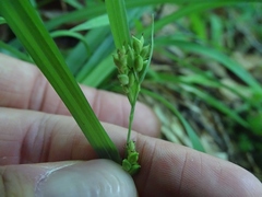 Carex laxiculmis
