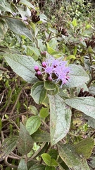 Vernonanthura squamulosa