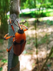Cyrtotrachelus thompsoni