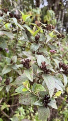 Vernonanthura squamulosa