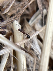 Cardiocondyla mauritanica