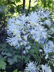 Thalictrum pubescens