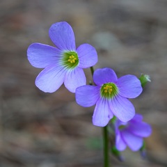 Oxalis metcalfei