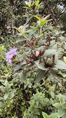 Vernonanthura squamulosa