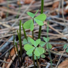 Oxalis metcalfei