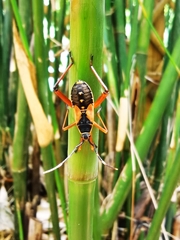 Notobitus meleagris