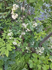 Thalictrum pubescens