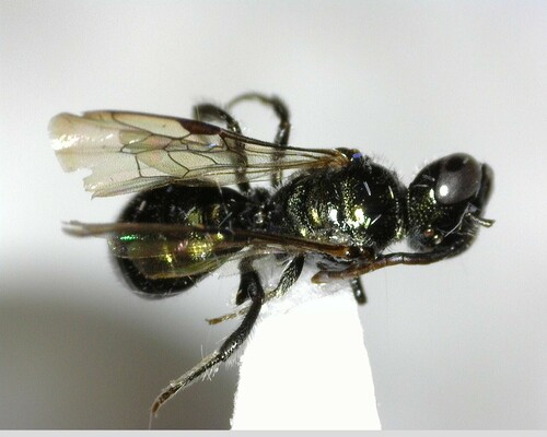 iNaturalist observation photo of Small Carpenter Bees