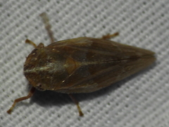 Aphrophora saratogensis