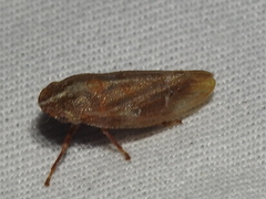 Aphrophora saratogensis