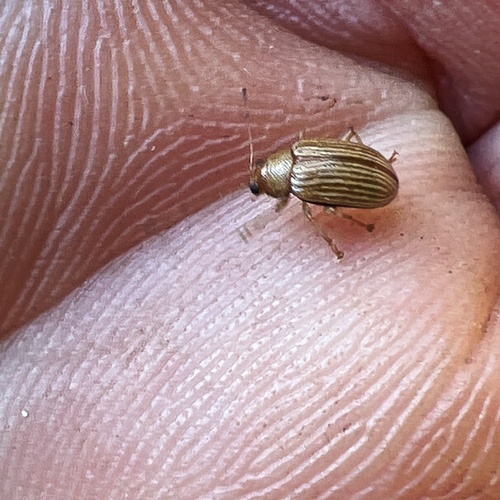 Grape Colaspis photo 6