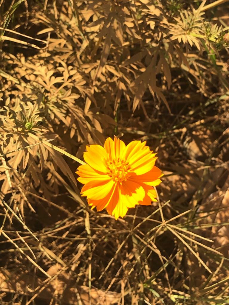 Cosmos sulphureus