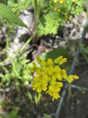 Draba spectabilis