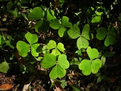 Oxalis hispidula