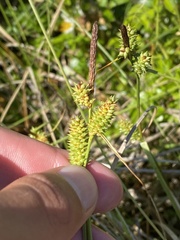 Carex extensa