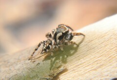Habronattus cambridgei