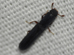 Colydium lineola