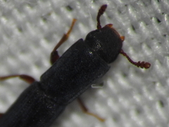 Colydium lineola