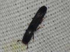 Colydium lineola