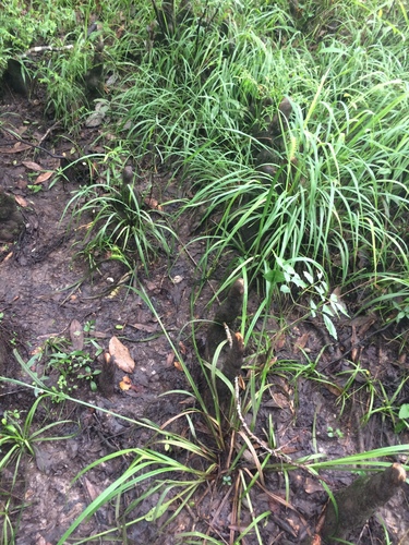 Image of Carex gigantea by no rights reserved