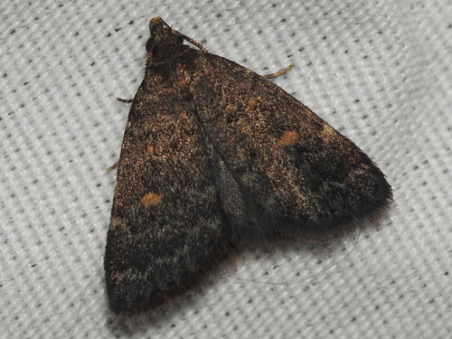 Orange-spotted Idia Moth photo 6