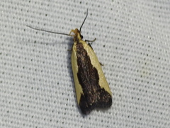 Dichomeris inserrata