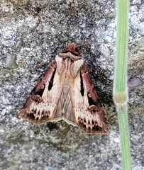 Agrotis vancouverensis