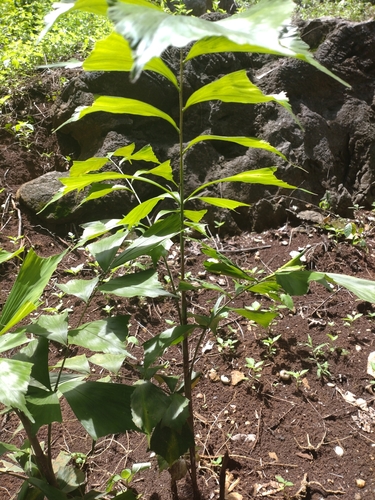 Caryota maxima