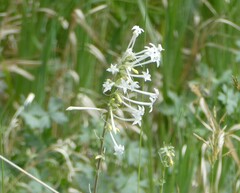 Ipomopsis aggregata candida