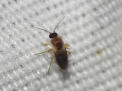 Forcipomyiinae