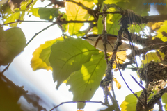 Vireolanius melitophrys