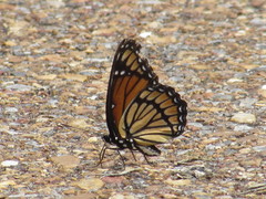 Limenitis archippus archippus