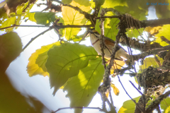 Vireolanius melitophrys