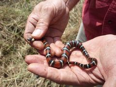 Lampropeltis polyzona
