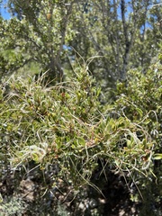 Cercocarpus ledifolius